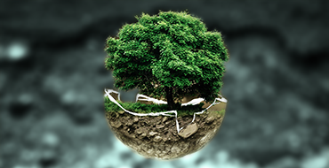 Ambientale – inchiriere plante ornamentale